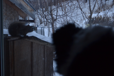 Ryder talks to squirrel through the window